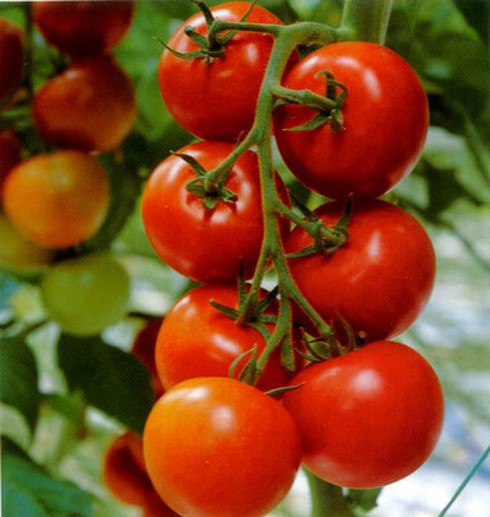 Thần dược từ cà chua