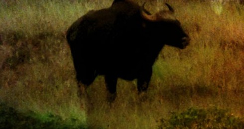 Đã khống chế được ‘bò tót’ trong sân bay