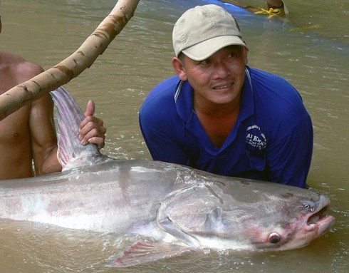 Cá tra dầu “khủng” 86 ký đã chết