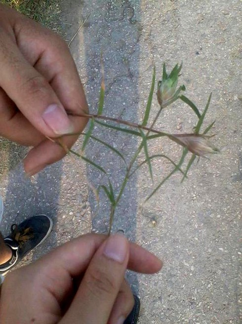 Trào lưu chơi ảnh 'Những điều con cháu chúng ta không bao giờ biết'