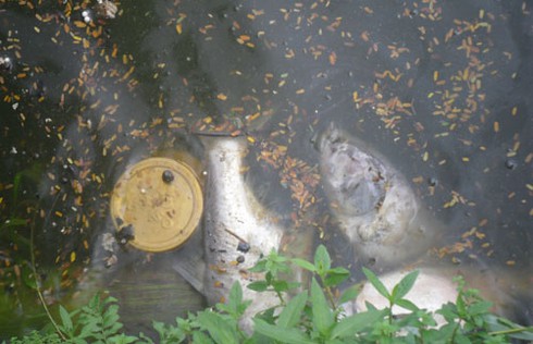 Cá chết trắng Hồ Tây