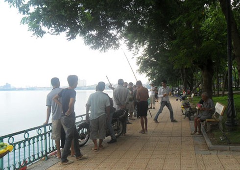 Cá chết trắng Hồ Tây