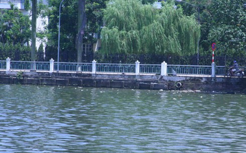 Hồ Tây bốc mùi nồng nặc vì cá chết hàng loạt