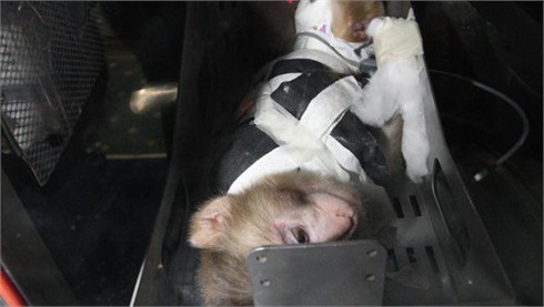 Phương Tây `phát sốt` trước tin Iran sắp đưa khỉ vào vũ trụ