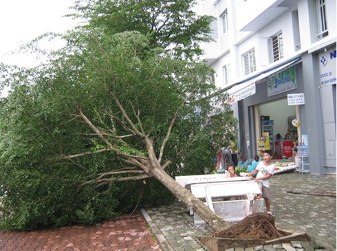 TP.HCM: Lốc xoáy bất ngờ lúc rạng sáng