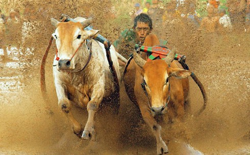 Những môn thể thao `dị` nhất hành tinh