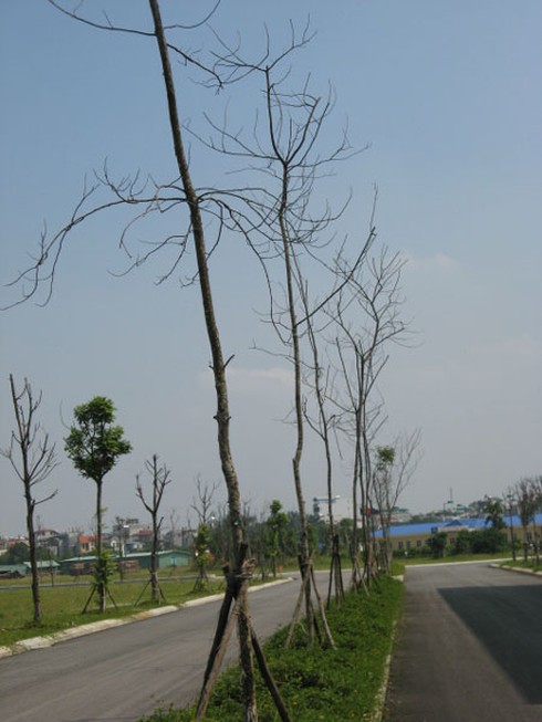 Dự án Golden Silk Hà Nội: Vinaconex giữ đất trồng cỏ?