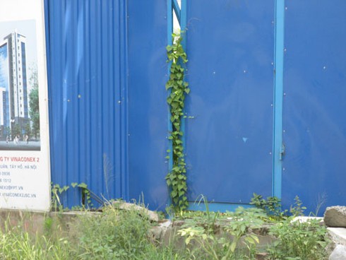 Dự án Golden Silk Hà Nội: Vinaconex giữ đất trồng cỏ?