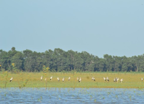 Hàng trăm chim quí xuất hiện trong hồ Dầu Tiếng