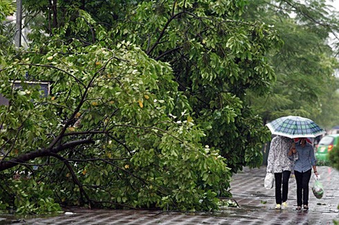 Bão số 5 giật tung nhiều gốc cây, gây chết người ở Hà Nội