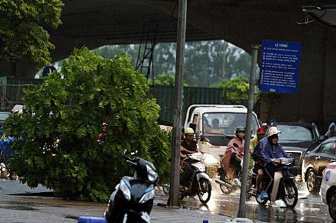 Bão số 5 giật tung nhiều gốc cây, gây chết người ở Hà Nội