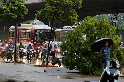 Bão số 5 giật tung nhiều gốc cây, gây chết người ở Hà Nội