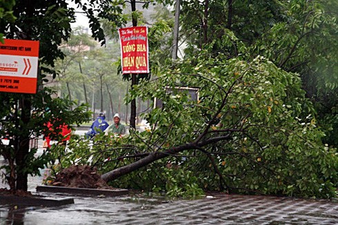 Bão số 5 giật tung nhiều gốc cây, gây chết người ở Hà Nội