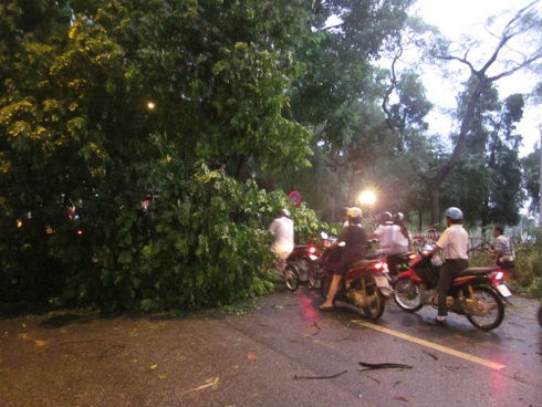 Mưa bão quật đổ hàng loạt cây cổ thụ, gây chết người ở Hà Nội