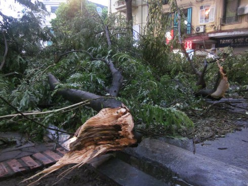 Mưa bão quật đổ hàng loạt cây cổ thụ, gây chết người ở Hà Nội