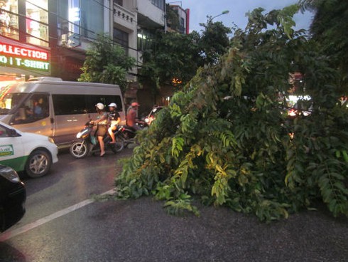 Mưa bão quật đổ hàng loạt cây cổ thụ, gây chết người ở Hà Nội