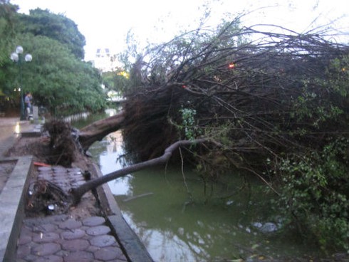 Mưa bão quật đổ hàng loạt cây cổ thụ, gây chết người ở Hà Nội