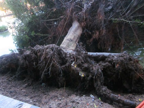 Mưa bão quật đổ hàng loạt cây cổ thụ, gây chết người ở Hà Nội