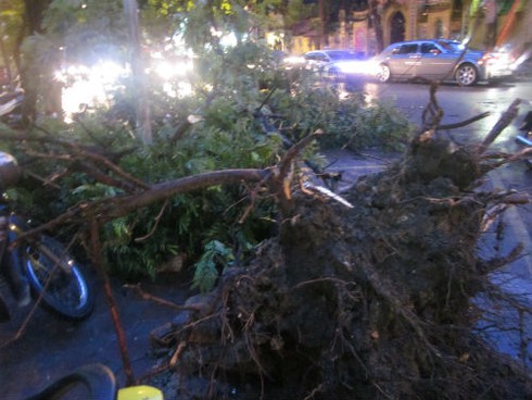 Mưa bão quật đổ hàng loạt cây cổ thụ, gây chết người ở Hà Nội