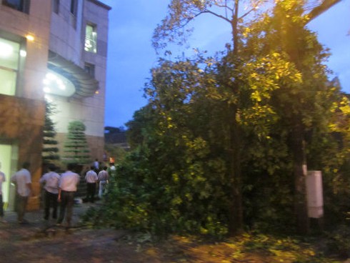 Mưa bão quật đổ hàng loạt cây cổ thụ, gây chết người ở Hà Nội