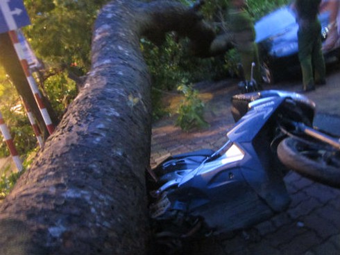 Mưa bão quật đổ hàng loạt cây cổ thụ, gây chết người ở Hà Nội