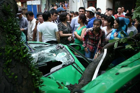 Mưa bão quật đổ hàng loạt cây cổ thụ, gây chết người ở Hà Nội