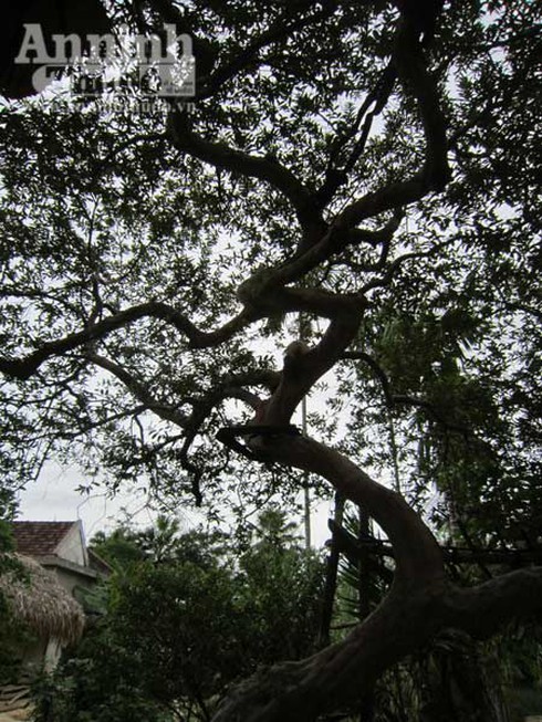 Cây ổi thế rồng cuốn được trả giá 100 triệu đồng