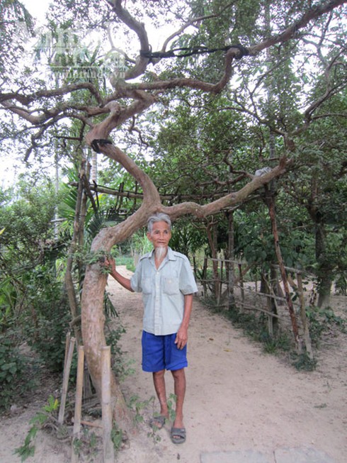 Cây ổi thế rồng cuốn được trả giá 100 triệu đồng