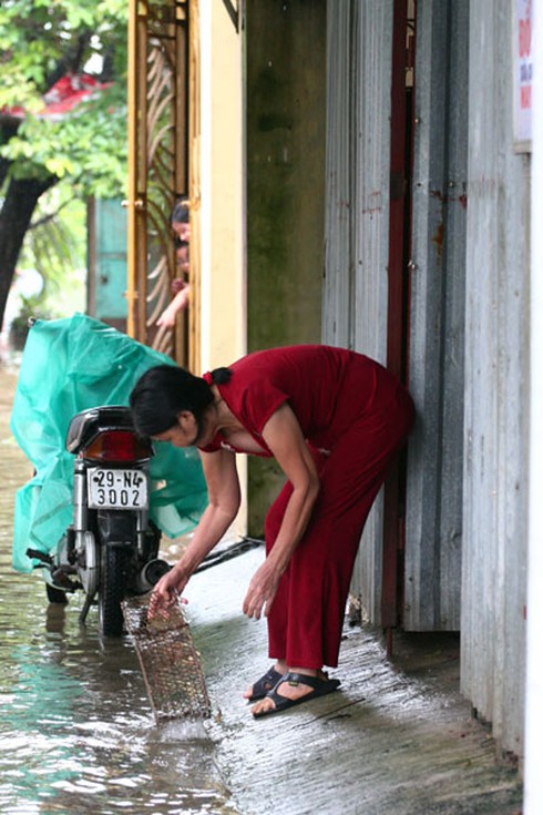Người Hà Nội nô nức bắt cá trên phố