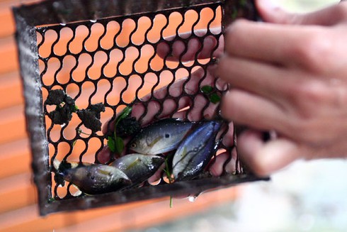 Người Hà Nội nô nức bắt cá trên phố