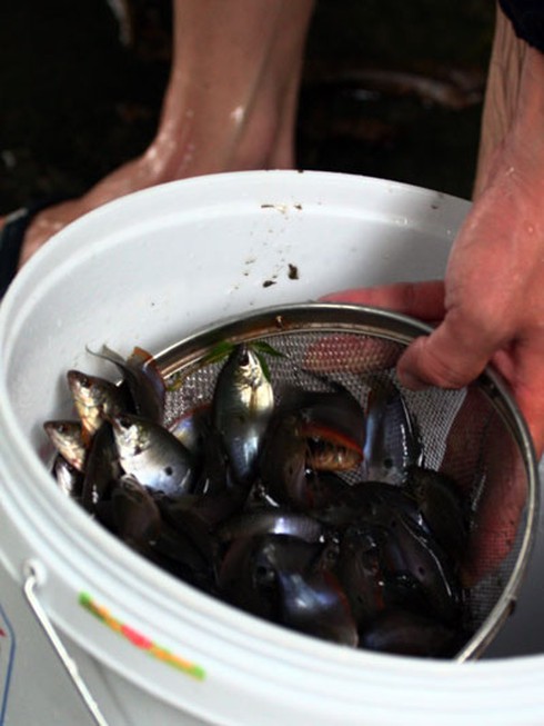 Người Hà Nội nô nức bắt cá trên phố