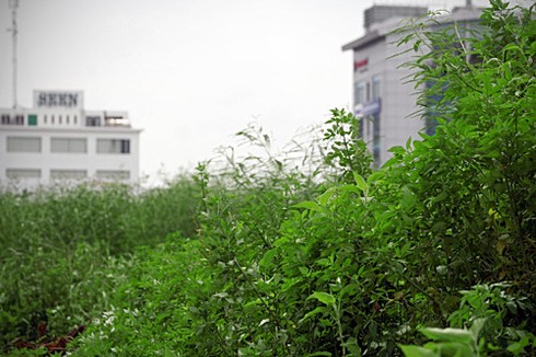 Đường 32 lỡ hẹn thông xe, vỉa hè đầy cỏ dại