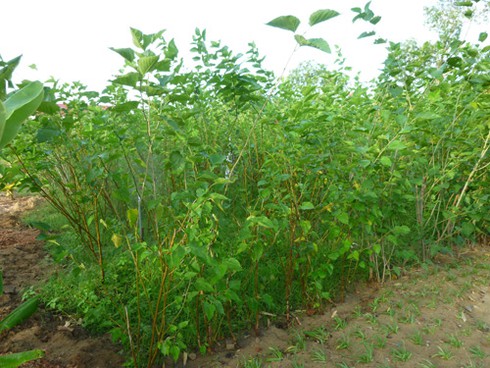 Những cây dâu Chăm hàng trăm tuổi ở `Làng lụa` Quảng Nam