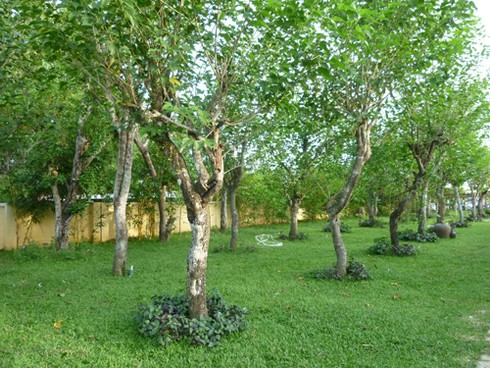 Những cây dâu Chăm hàng trăm tuổi ở `Làng lụa` Quảng Nam