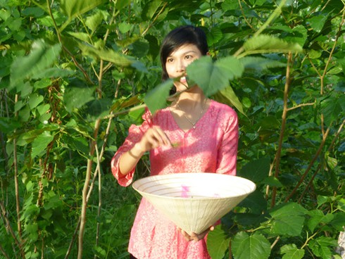 Những cây dâu Chăm hàng trăm tuổi ở `Làng lụa` Quảng Nam