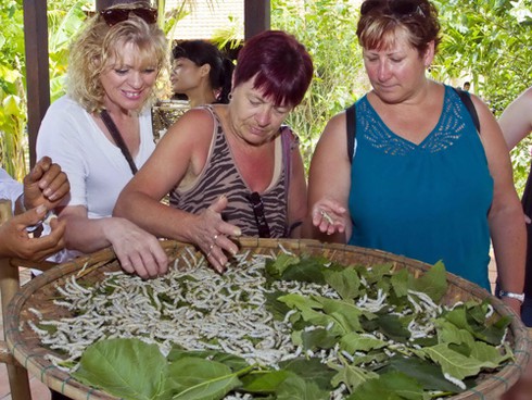 Những cây dâu Chăm hàng trăm tuổi ở `Làng lụa` Quảng Nam