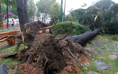 “Siêu bão” mạnh nhất 10 năm qua, tàn phá Hàn Quốc