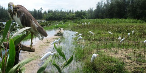 `Nghề` tàn sát chim trời `ăn vào máu`
