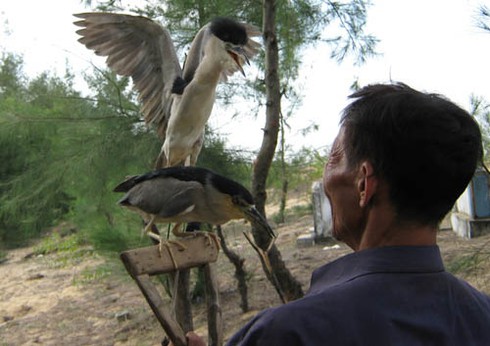 `Nghề` tàn sát chim trời `ăn vào máu`