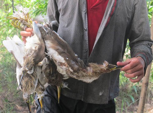 `Nghề` tàn sát chim trời `ăn vào máu`