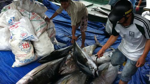 Bội thu từ ngư trường Hoàng Sa