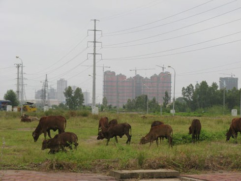 Khu tái định cư Kiến Hưng: Xây hạ tầng xong biến thành bãi chăn bò