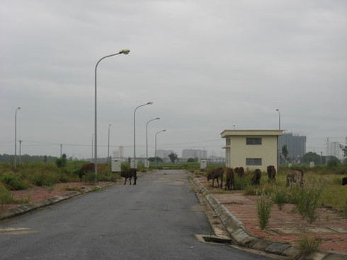 Khu tái định cư Kiến Hưng: Xây hạ tầng xong biến thành bãi chăn bò