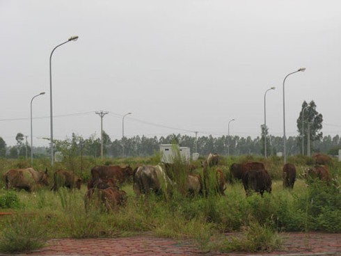 Khu tái định cư Kiến Hưng: Xây hạ tầng xong biến thành bãi chăn bò