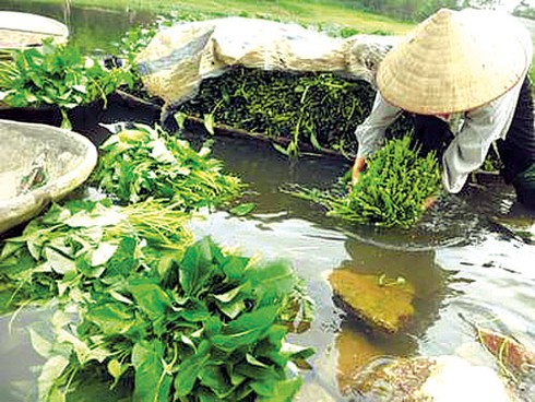 Cảnh giác với trùng amip ăn não người