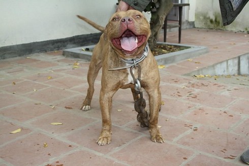 Hiểm họa từ việc nuôi chó Pit `điên`