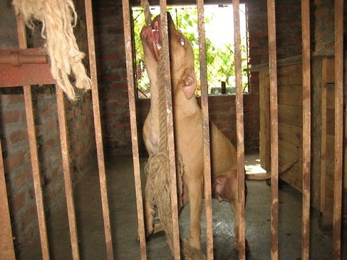 Hiểm họa từ việc nuôi chó Pit `điên`