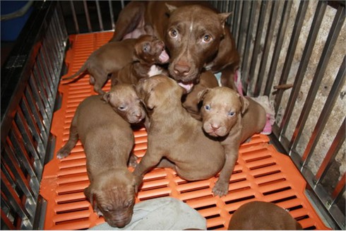 Hiểm họa từ việc nuôi chó Pit `điên`