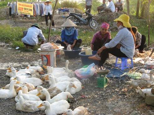 Bất chấp dịch cúm độc, vẫn bán, giết mổ gia cầm lưu động
