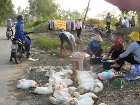 Bất chấp dịch cúm độc, vẫn bán, giết mổ gia cầm lưu động